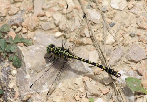 Réf. 196 096 : Onychogomphus forcipatus